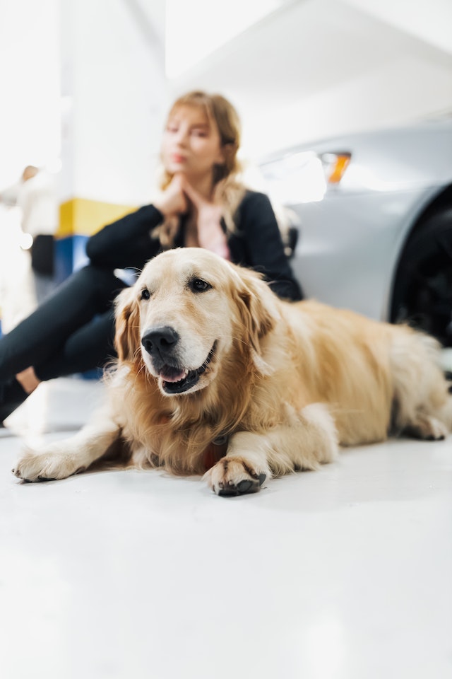 CBD Drops for Dogs A Pet-Friendly Solution