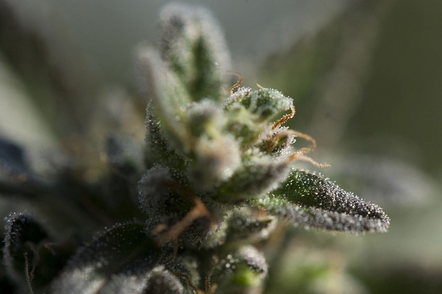Cannabis Trichomes Exploring What They Are
